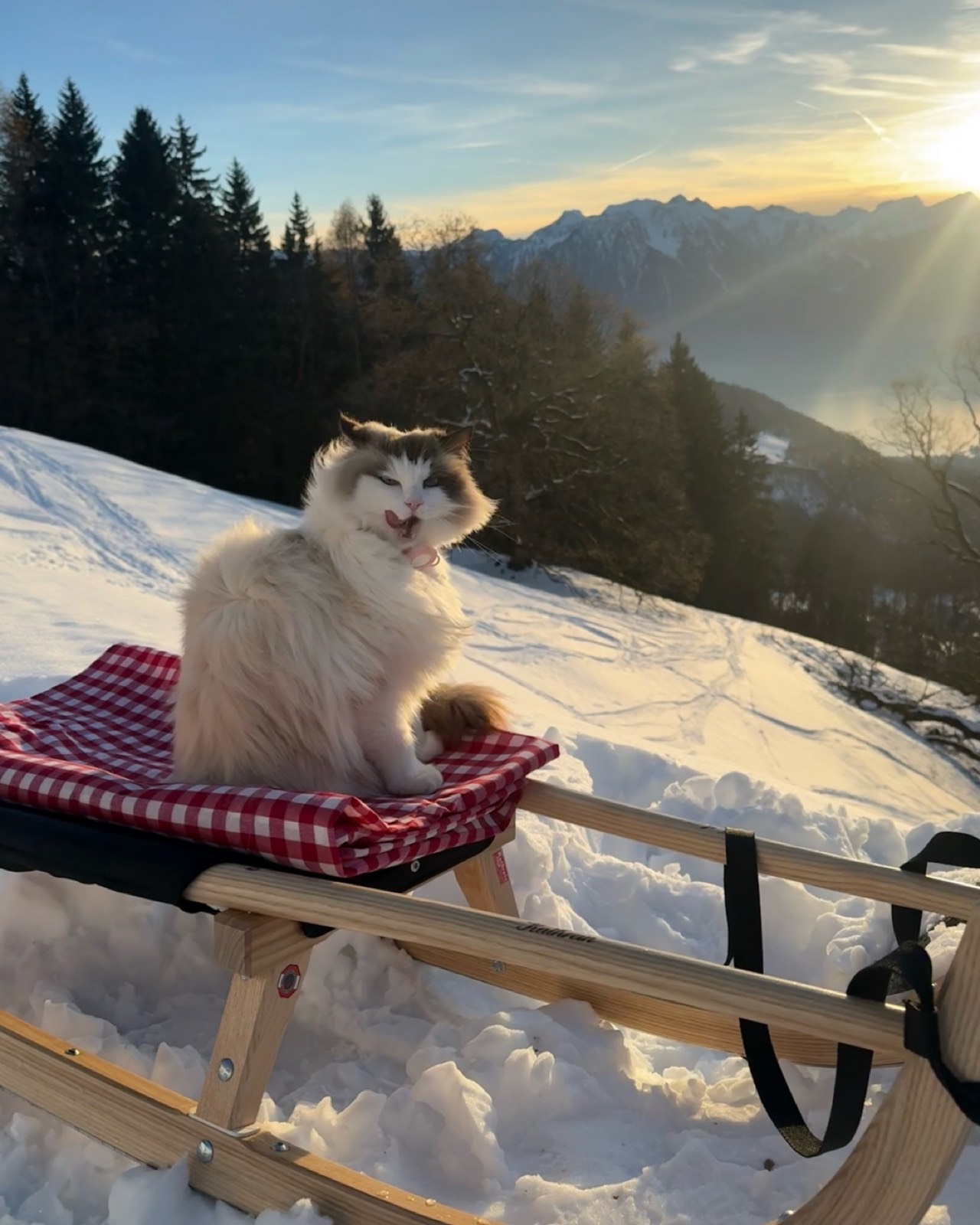 Elle the cat on a sled in the Swiss Alps at sunset